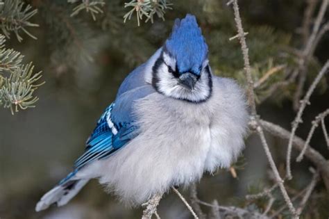 Blue Jay Symbolism: 16 Spiritual Meanings