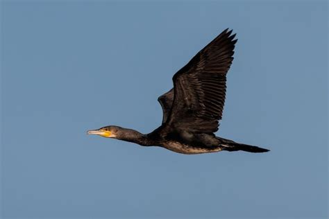 Premium Photo Great Cormorant Phalacrocorax Carbo