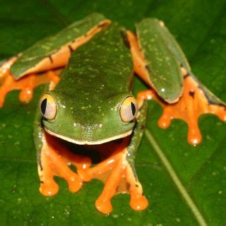 Yellow Spotted Tree Frog Facts and Pictures