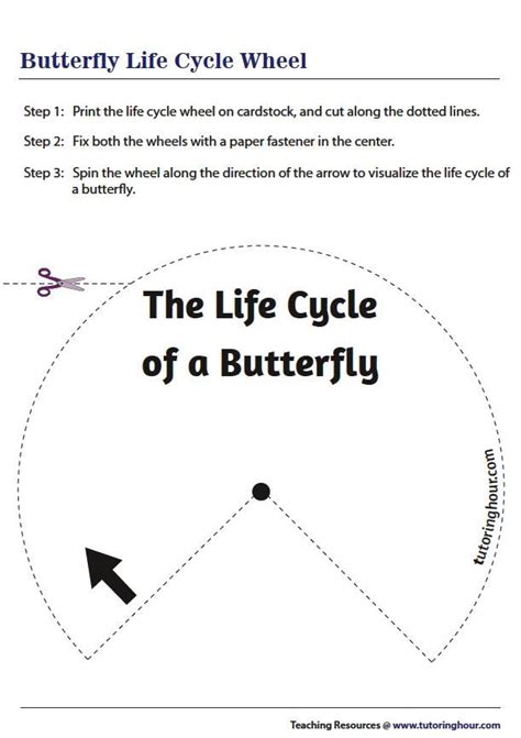 Life Cycle of a Butterfly - Spin Wheel Butterfly Life Cycle, Science ...