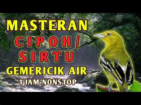 Masteran Suara Burung Sirtu Cipoh Gacor Durasi Panjang Youtube