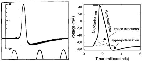 1 The First Intracellular Recording Of An Action Potential Left