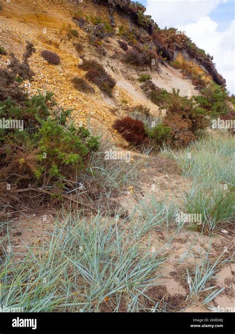 Sand LIzard Habitat, Arne RSPB Stock Photo - Alamy