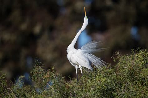 THE GREAT EGRET