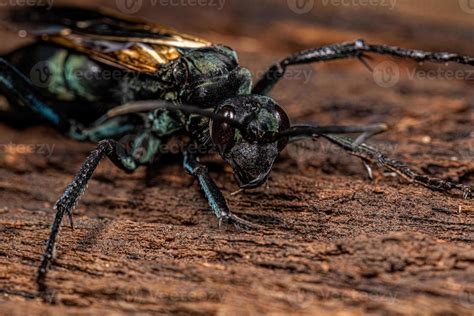 Adult Tarantula hawk Wasp 13071382 Stock Photo at Vecteezy