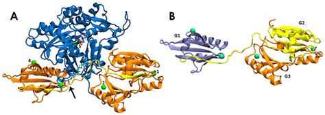 Biomolecules Free Full Text Coupled Electrostatic And Hydrophobic