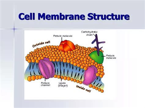 PPT - Cell Membrane Structure PowerPoint Presentation, free download ...