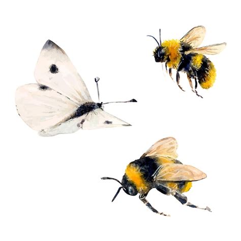 Conjunto De Ilustraciones En Acuarela De Dos Abejas Y Una Mariposa