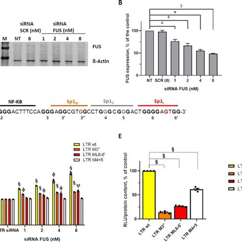 G4 Landscape In The Hiv 1 Ltr Promoter A Four Gs Linked Together