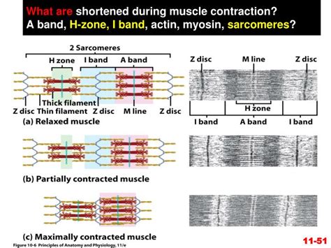 Ppt Chapter 11 Muscular Tissue Powerpoint Presentation Id1432205