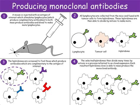 Monoclonal Antibodies And Their Uses Teaching Resources