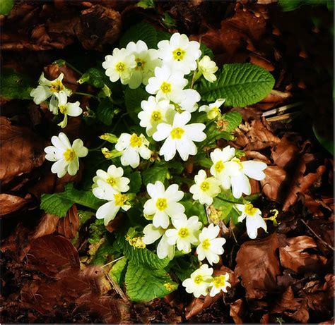 Primula Ginger Meggs Flickr