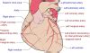 Electrocardiogram Guide Ekg Ecg Stepwards