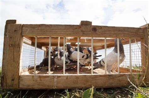 The Role of Training in Pigeon Racing