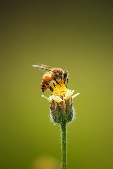 Common Honey Bee Breeds