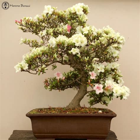 41+ Satsuki Azalea Bonsai Care Gif - Hobby plan