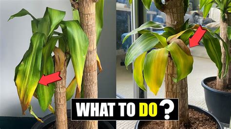 How To Fix Dracaena Leaves Turning Yellow Youtube