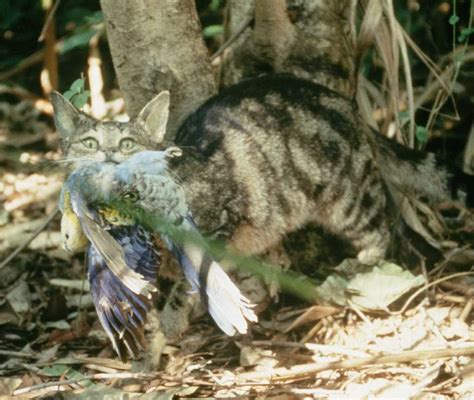 Feral Cat Feral Cats Are Decendants Of Domesticated Cats Flickr