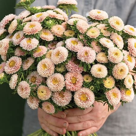 ASTER MATSUMOTO APRICOT SEEDS | New & Featured Flowers