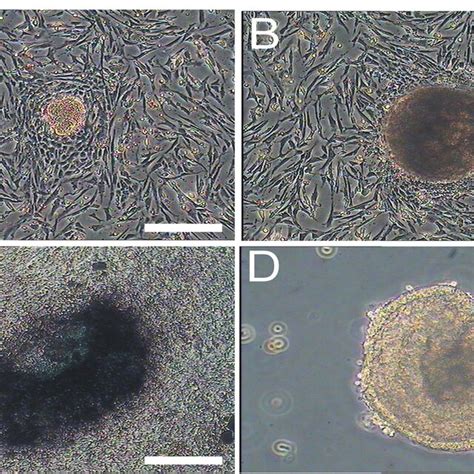 Immunofluorescence Staining Of Induced Sperm A B And C Sperm Download Scientific Diagram