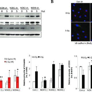 Vas Inhibits Radiationinduced Fibroblastic Changes In Ecs A