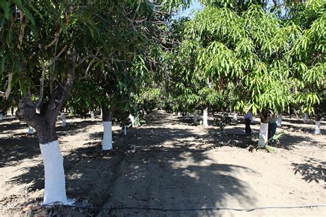 Se dispersarán 50 mil plantas de mango en La Paz y Los Cabos como parte