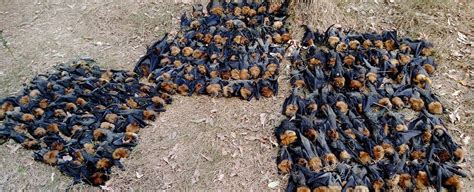 hot  australia hundreds  dying bats  falling  trees