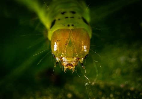 Caterpillar Close-up Photography · Free Stock Photo