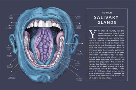 Digestive glands in Human digestive system, their secretions