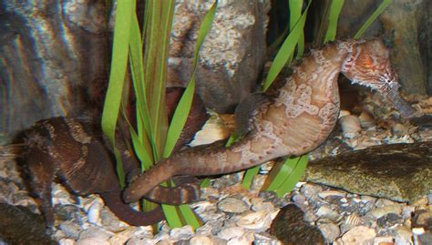 Most Common Types of Aquarium Seahorses