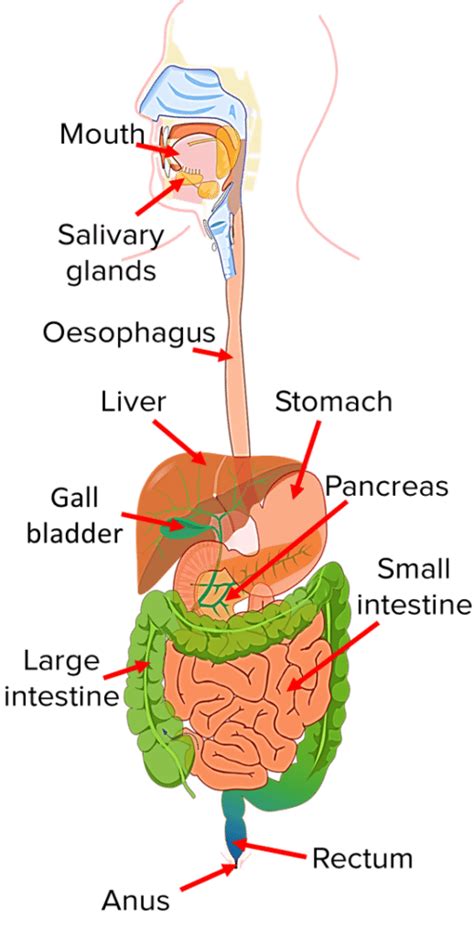 Digestive System Questions And Revision MME Worksheets Library