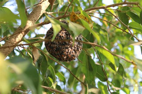 Albine Insecte Copac Fotografie Gratuită Pe Pixabay Pixabay