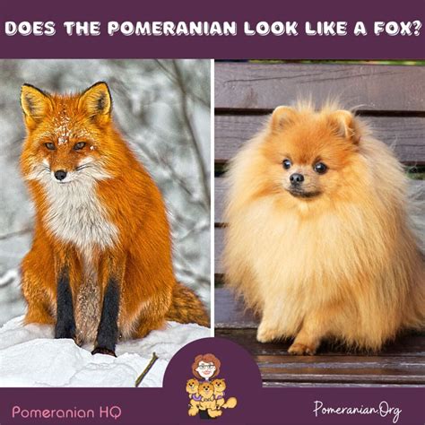 All About the Fox-Face Pomeranian Dog