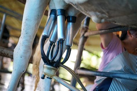 Facilidade De Ordenha Da Vaca E Mecanizado Ordenhando O Equipamento Foto De Stock Imagem De