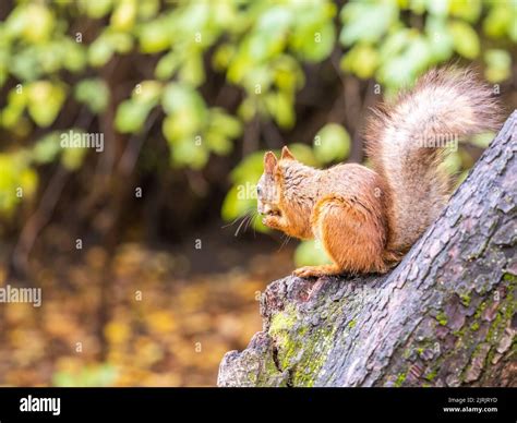 Das Eichhörnchen Mit Nuss Sitzt Im Herbst Auf Dem Baum Eurasisches