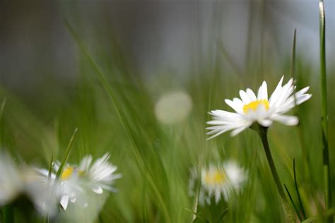 Fotos gratis naturaleza césped campo prado luz de sol pétalo