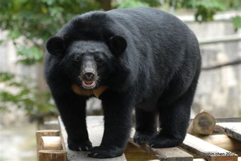 Formosan black bear - Alchetron, The Free Social Encyclopedia