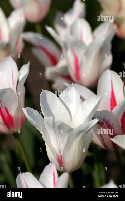 Marilyn Tulip Hi Res Stock Photography And Images Alamy