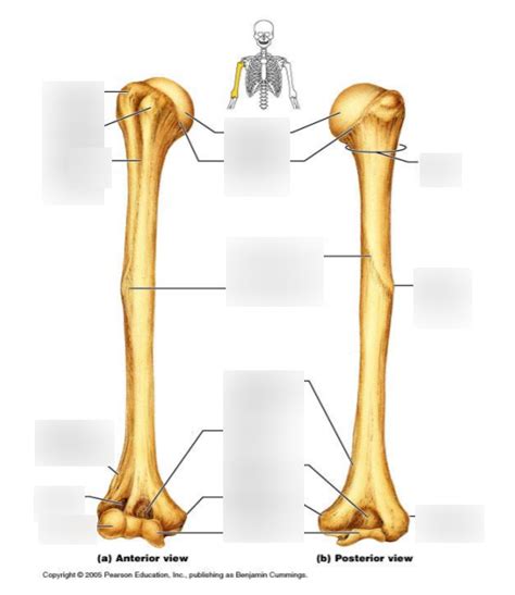 Humerus Osteology Of The Upper Limb Diagram Quizlet