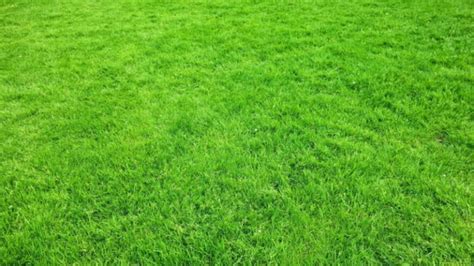 How To Plant And Grow A Zoysia Grass A Complete Guide School Of Garden