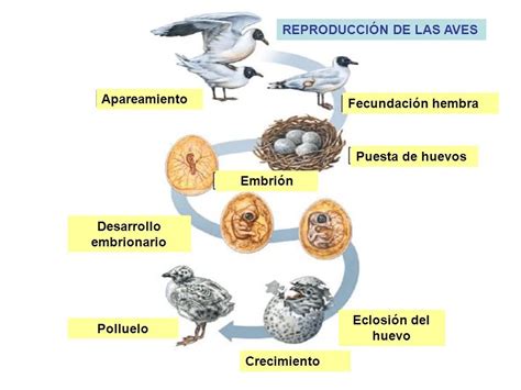 BiologÍa La Ciencia De La Vida Aves