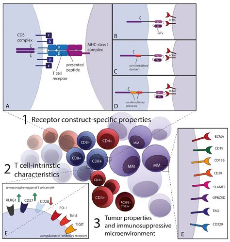 Pdf Adoptive Cellular Therapy For Multiple Myeloma Using Car And Tcr