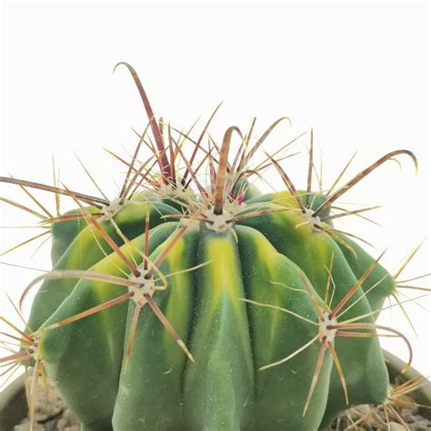 Ferocactus Hamatacanthus F Variegata 17 Cm Cactaceae Giromagi