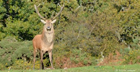 Red Deer Stag Exmoor A Photo On Flickriver