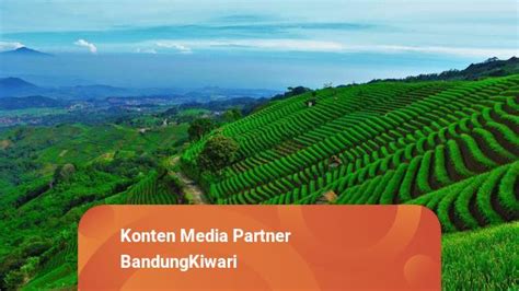 Menikmati Wisata Terasering Di Kebun Panyaweuyan Majalengka Kumparan