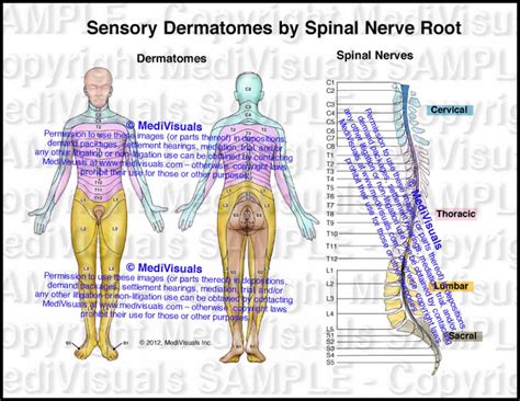 Cervical Nerve Root Dermatomes