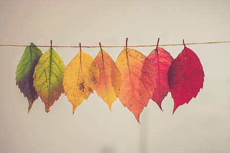 Royalty Free Photo Assorted Color Hanging Leaves Photograph Pickpik