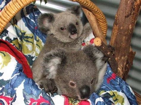 Rescued Baby Koalas | Animals