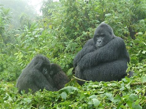 Gorillas In The Mist Find Out The Best Time To Go Gorilla Trekking In