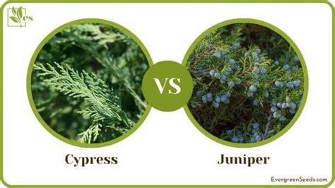 Juniper Vs Cypress Showdown Differences And Similarities Evergreen